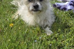 Nibby, an 18-year-old, three-legged "pup" we met.